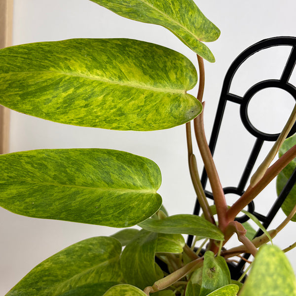 Philodendron Painted Lady 130mm