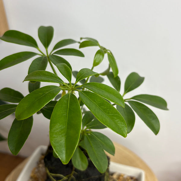 Schefflera Life on the Rocks in Parchment Pot