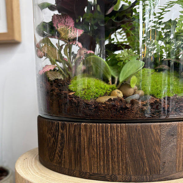 Large Helga Terrarium with Lush Forrest with Timber Base and Ball #0813