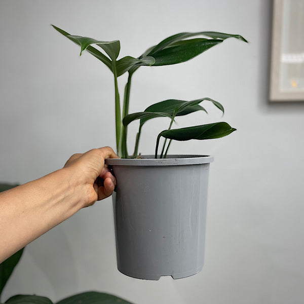 Epipremnum Pinnatum Dragons Tail Pothos 170mm