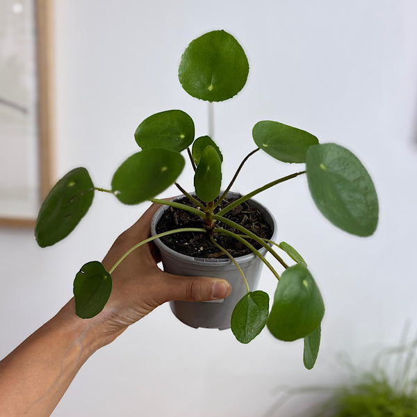 Pilea Peperomioides Chinese Money Plant 105mm