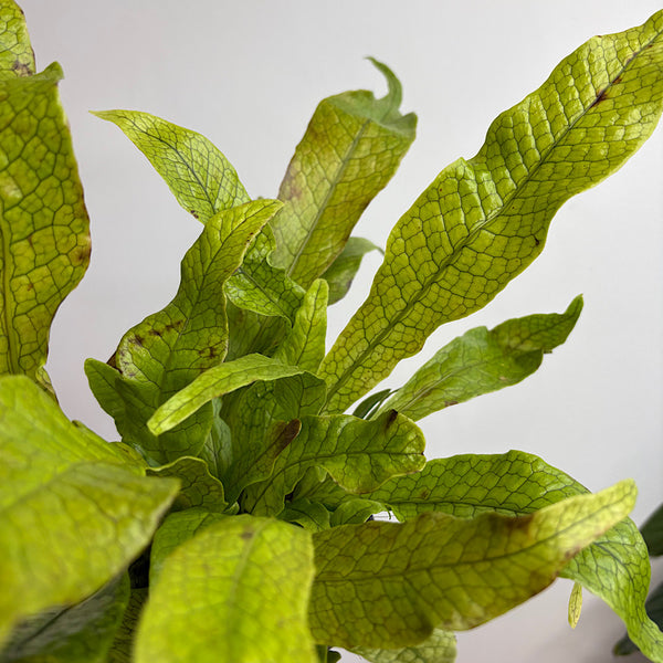 Microsorum Crocodyllus Crocodile Fern 100mm