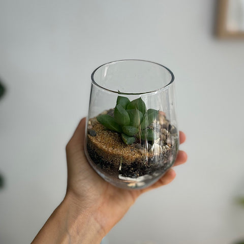 Small Open Haworthia Terrarium