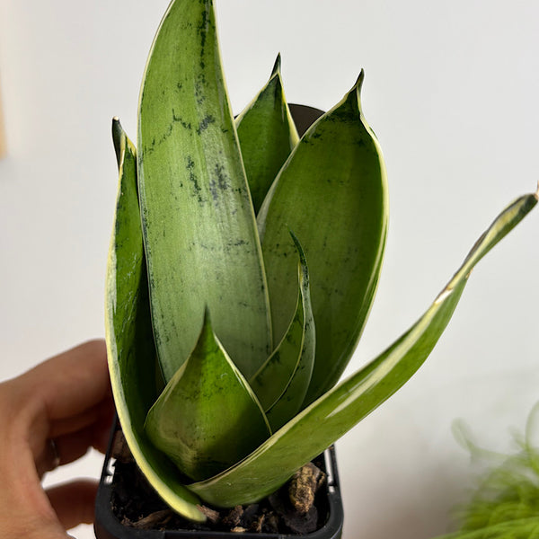 Sansevieria Snow White Hahnii Snake Plant 70mm