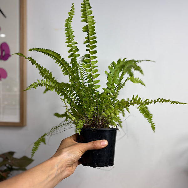 Nephrolepis Montana Boston Fern 100mm