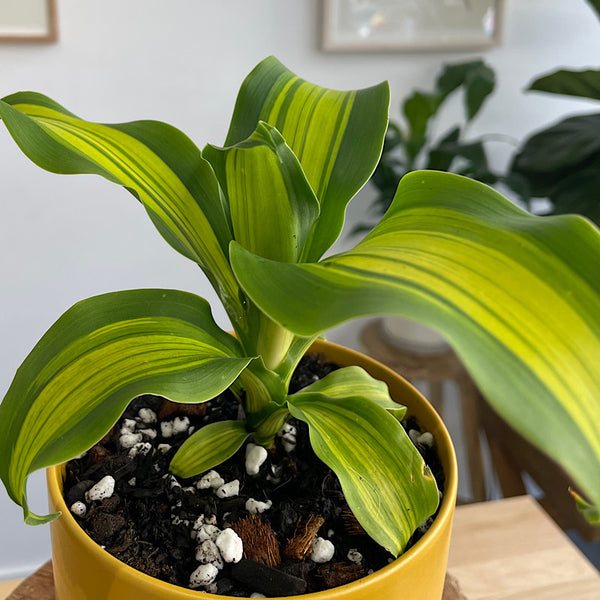 Happy Plant in Small Oslo Pot Tobacco