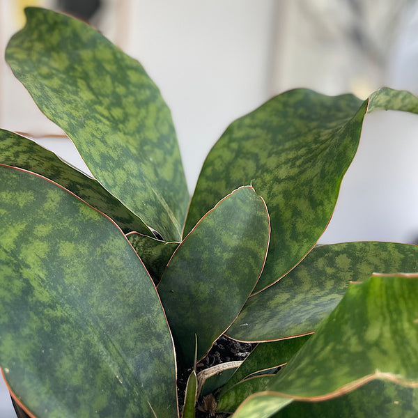 Sansevieria Masoniana Whale Fin 200mm