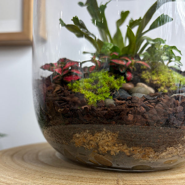 Fern & Fittonia Medium Frida Terrarium