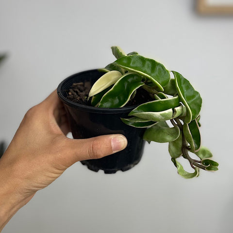 Hoya Carnosa Compacta Variegata 100mm