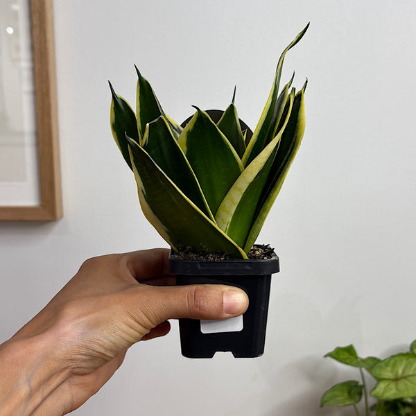 Sansevieria Lotus Hahnii Snake Plant 70mm