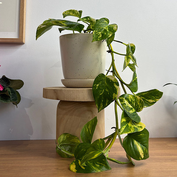Devil's Ivy Pothos in Medium Gerti Speckle Pot White Speckle