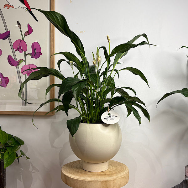Peace Lily in Medium Orbit Pot Oatmeal