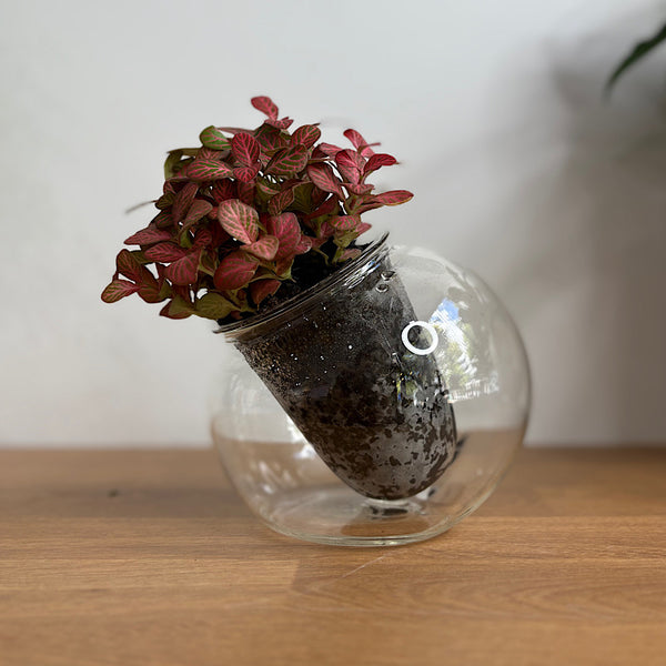 Fittonia in Medium Tilted Self Watering Glass Pot