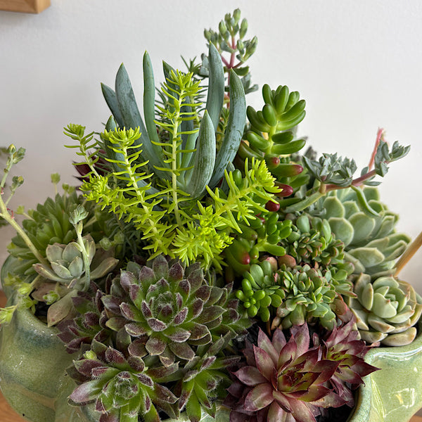 Large Succulent Arrangement in Eudora Glazed Bowl Pine