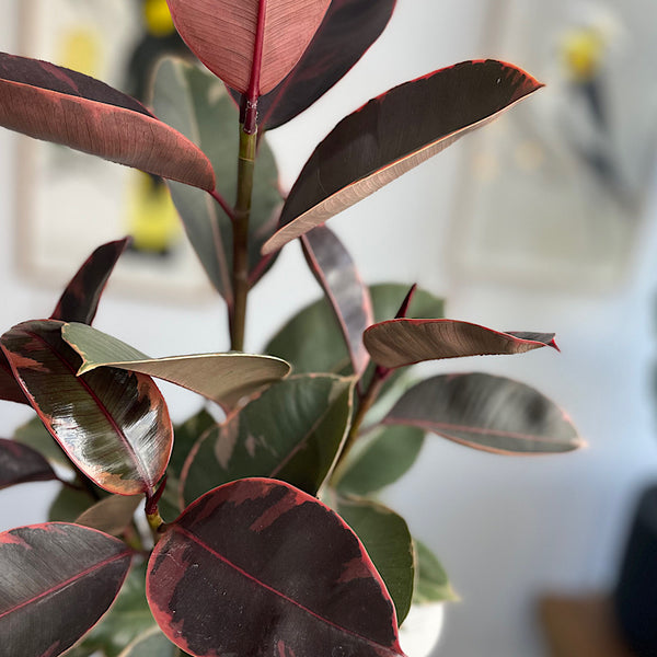 Ficus Ruby in Large Parker Pot Cream