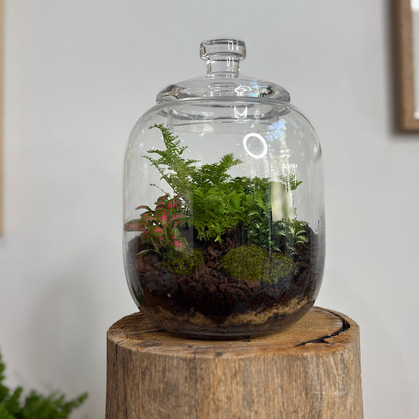 Fern & Fittonia Medium Frida Terrarium