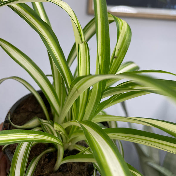 Chlorophytum Comosum Spider Plant 120mm