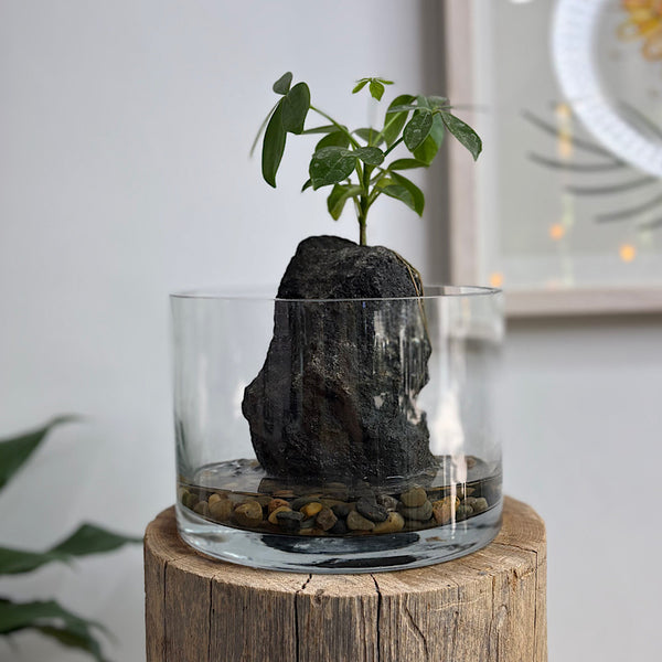 Schefflera Life on the Rocks in Glass Bowl