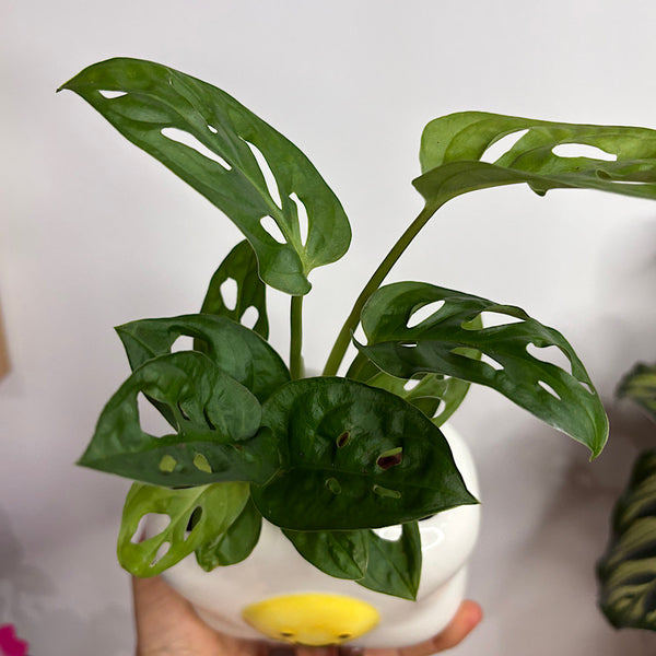 Monstera Monkey Mask in Ellie Egg Pot
