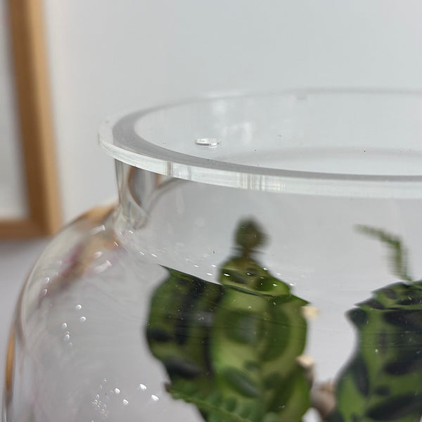 X-Large Globe Terrarium with Lush Forest #2508