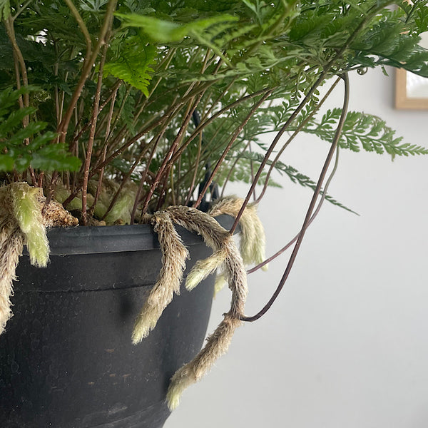 Humata Tyermanii Rabbit's Foot Fern 200mm Hanging