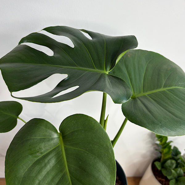 Monstera Deliciosa in Large Oslo Pot Navy