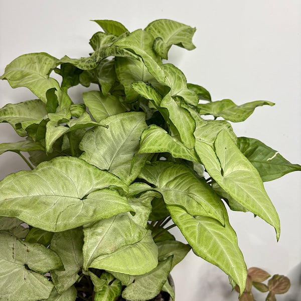Syngonium White Butterfly in Medium Pollock Pot Limestone
