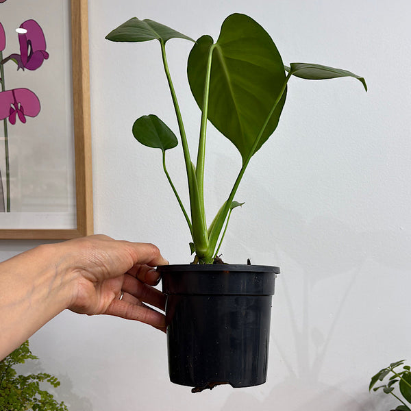 Monstera Deliciosa Fruit Salad 120mm