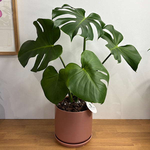 Monstera Deliciosa in Large Oslo Pot Dusty Rose