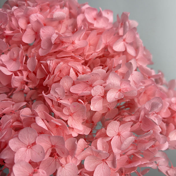 Preserved Hydrangea Pink