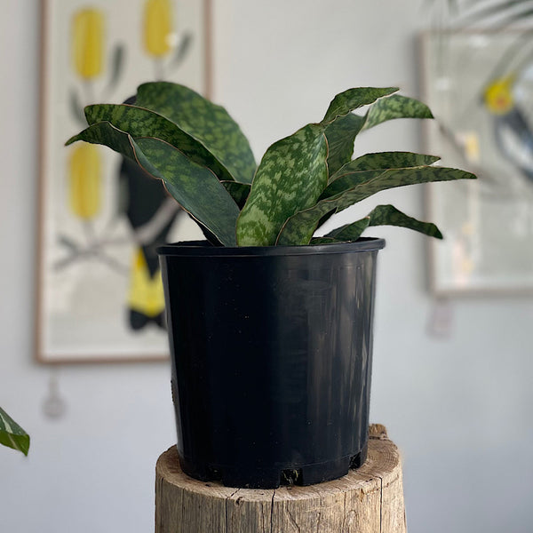 Sansevieria Masoniana Whale Fin 200mm