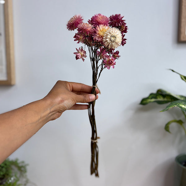 Dried Helichrysum Daisy Natural Pink