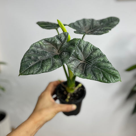 Alocasia Sinuata 90mm