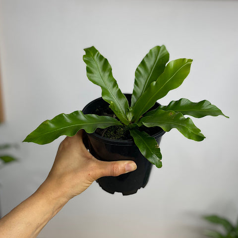 Asplenium Australascium Birds Nest Fern 130mm