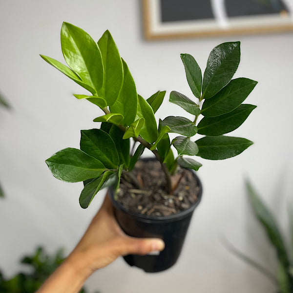 Zamioculcas Zamiifolia Zanzibar Gem 140mm