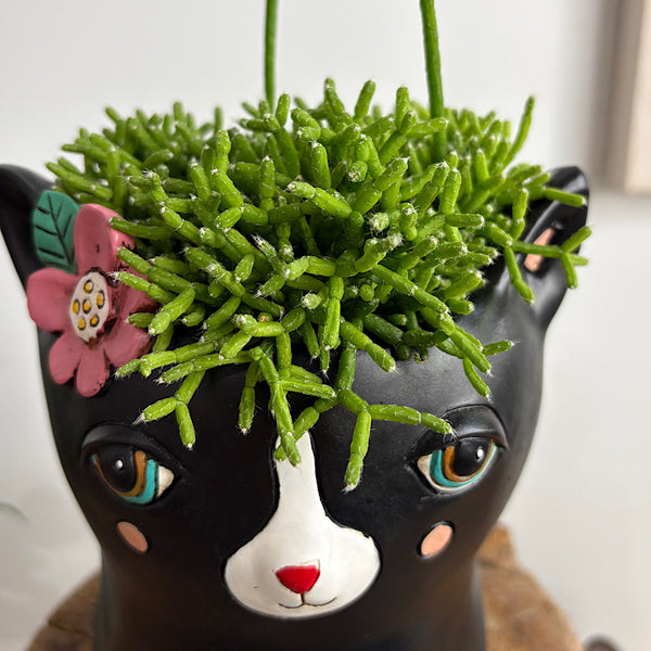 Rhipsalis in Black Pretty Kitty Pot