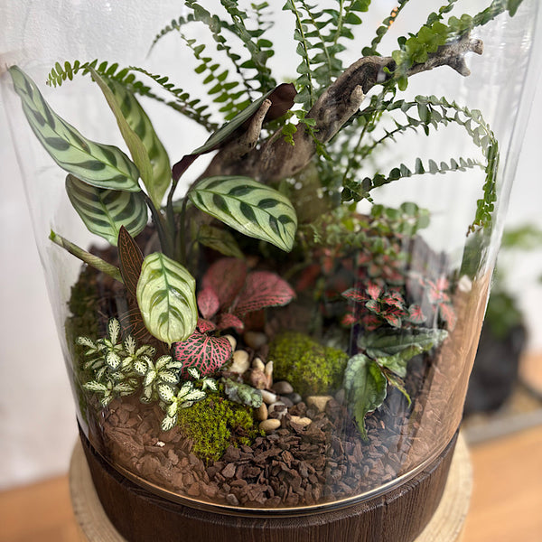 X-Large Helga Terrarium with Lush Forrest with Timber Base and Ball #1510