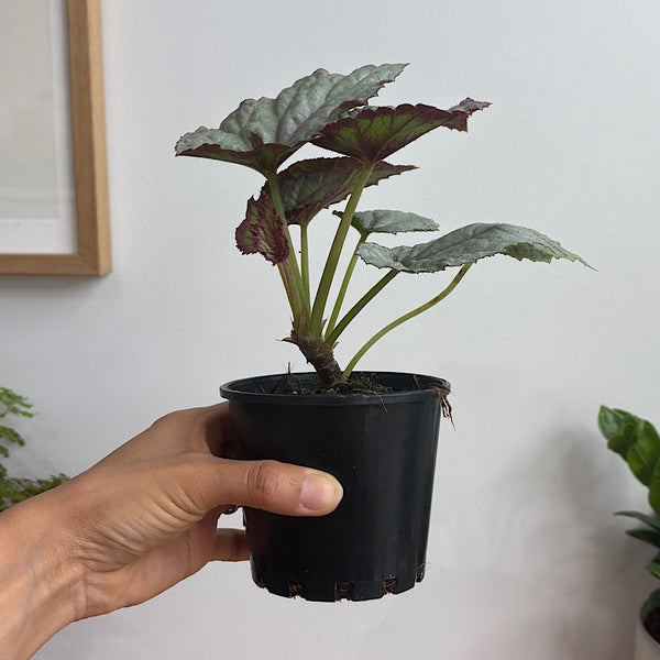 Begonia Aurora 100mm