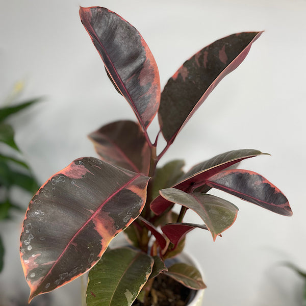 Ficus Ruby in Palina Pot Ivory