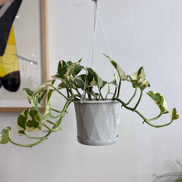 Epipremnum N'Joy 130mm Hanging