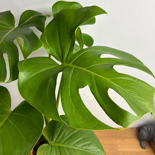 Monstera Deliciosa in Large Oslo Pot Tobacco