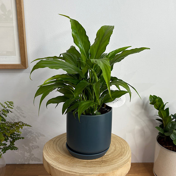 Peace Lily in Small Oslo Pot Navy