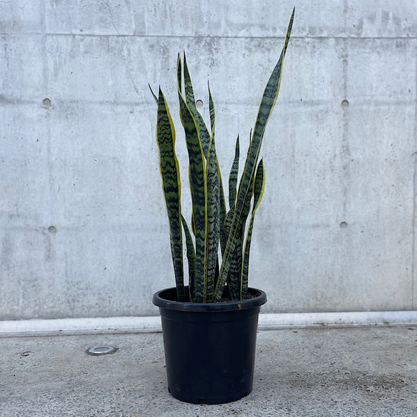 Sansevieria Trifasciata Laurentii Snake Plant 300mm