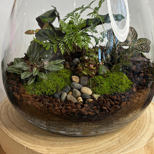 Lush Teardrop Medium Terrarium #0506