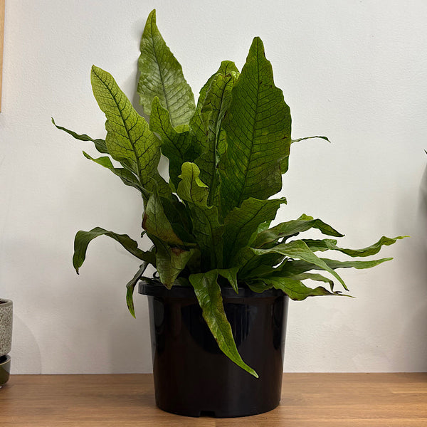 Microsorum Crocodyllus Crocodile Fern 190mm