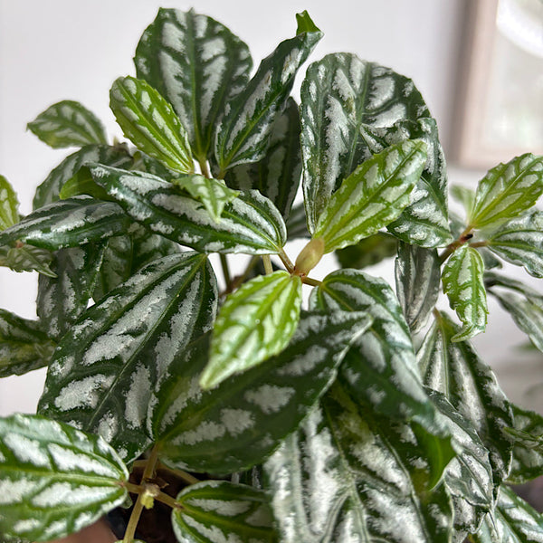 Pilea Cadierei Aluminium Plant 120mm