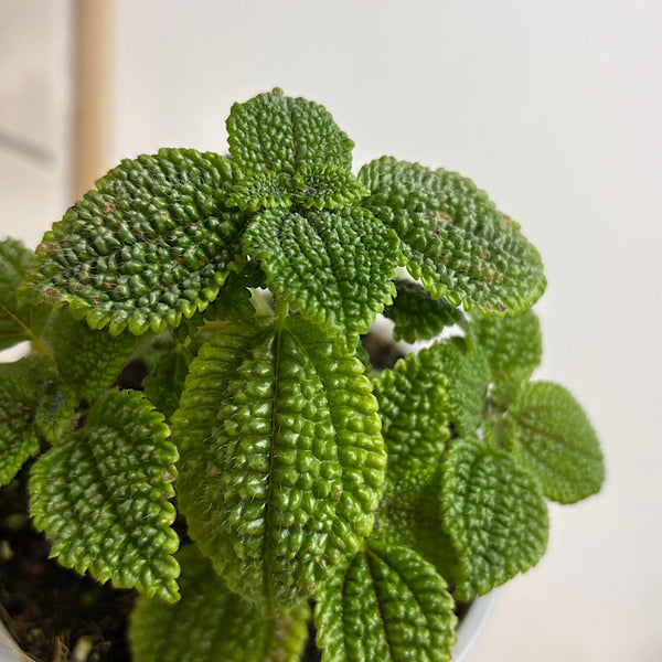 Pilea Involucrata Moon Valley 130mm