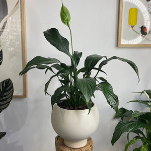 Peace Lily in Large Orbit Pot Oatmeal