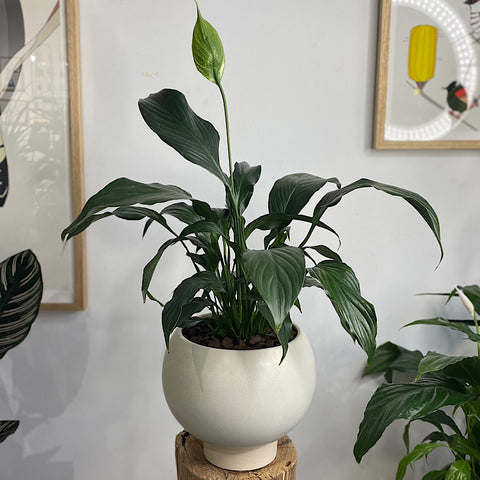Peace Lily in Large Orbit Pot Oatmeal
