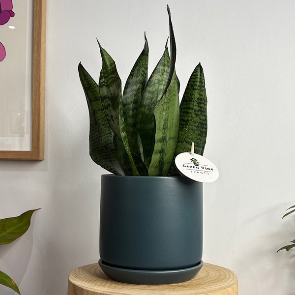 Sansevieria Snake Plant in Medium Oslo Pot Navy
